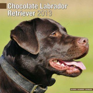 Kalender 2013 Labrador Retriever braun (Chocolate) + kostenlose