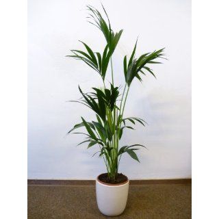 Howea forsteriana   Kentia Palme   150 cm Zimmerpflanze 