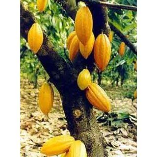 Kakao Baum   ernten Sie Ihren eigenen köstlichen Kakao 