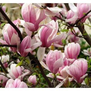 Tulpen Magnolie Garten
