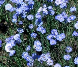 Blue Flachs Blumen samen saatgut DIY 40 samen [ZZ122]