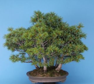 Pinus parviflora Wald 13 Bäume, Jap. Mädchenkiefer, 137/11