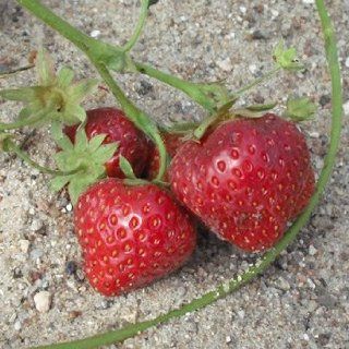 Erdbeeren Sonata (Fragaria Sonata) Pflanzen im Topf 15 20cm