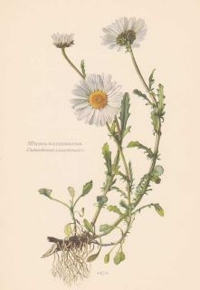 Margerite Wiesen Wucherblume   Leucanthemum vulgare Farbdruck von 1954