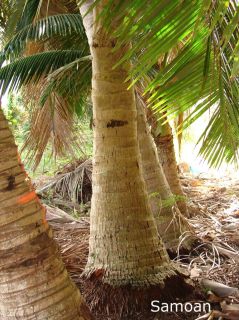 LIVE SPROUTED Samoan Dwarf (Niu Leka) Coconut PALM Tree
