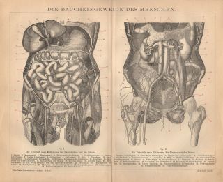 Die Baucheingeweide des Menschen ANATOMIE LITHOGRAPHIE 1882 Magen