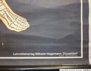 Altes Lehrmittel Schautafel Rollbild Knochengerüst 1965