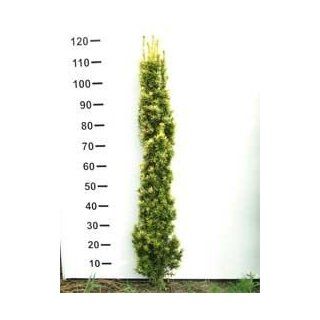 Taxus baccata Fastigiata Aurea 100 125 cm extra Garten