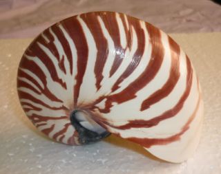 Perlboot Pearl Nautilus Seashell Schnecke 120mm