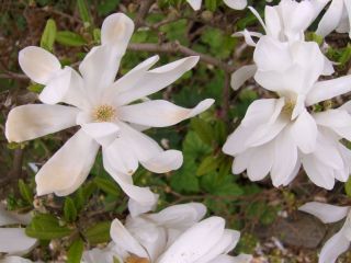 Magnolia stellata, weiße Sternmagnolie duftend 80/100cm