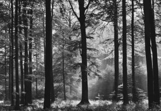 Fototapete AVALON 366x254 Wald Forest Herbstwald Baum Bäume Fantasy