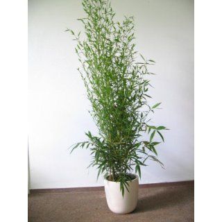 Phyllostachys aurea / Bambus 180 cm Garten