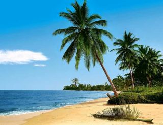 African Beach, 8 teilig,388 x 270 cm, Strand mit Palmen an blauer See