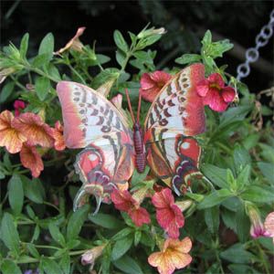 Deko Schmetterlinge mit Magnet Magnetschmetterling Kühlschrankmagnet