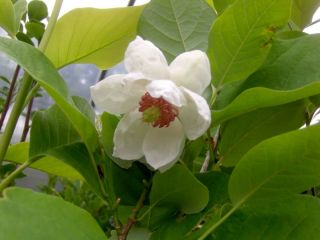Magnolia sieboldii, Sommermagnolie, 80cm, starker Duft
