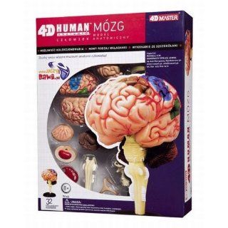 Human Brain Anatomy Model 4D Puzzle   Gehirnmodell Puzzle 
