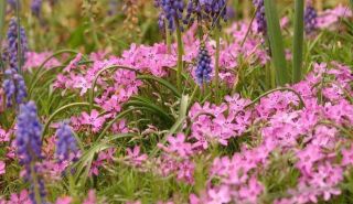 Centaurium erythraea, Räucherpflanze, SAATGUT #394