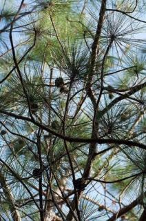 Pinus yunnanensis   Yunnan Pine   Fresh Seeds