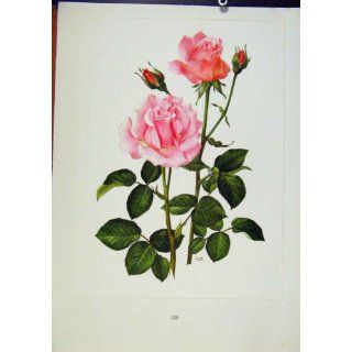 Platte 58 Rosa Empfindung Bois u. Trechslin Rosen Druck 