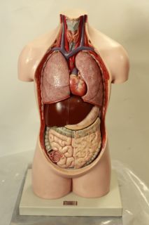 Lehrmodell menschlicher Körper Organe Modell Sommer Markus , graue