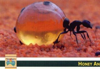 Australien Ansichtskarte Honey Ant   Honigameise