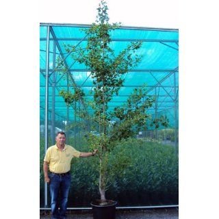 Ginkgobaum Containerpflanze 400 450 cm Solitärbaum Garten