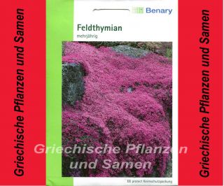W420085 Feldthymian Thymian Kräuter frostfest*200 Samen