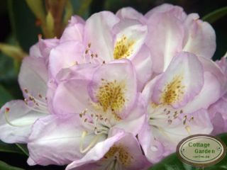 Rhododendron Gomer Waterer ~großblumige Hybride