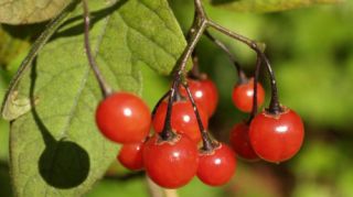 peruanische Wildtomate, Solanum pimpinellifolium #559