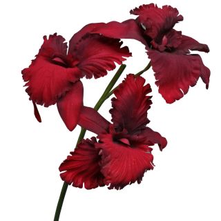 Cattleya Orchidee Samt/Velvet 75cm bordeaux rot Kunstblumen künstlich