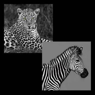 Xavier Ortega Leopard + Zebra Plexi Glas Bilder 30x30 Glasbild