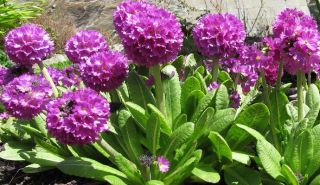 Primula denticulata   Kugelprimel, Frühjahrsblüher #712