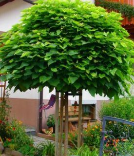Catalpa bignoides nana 12 14 ~Hochstamm~ Exotik im Garten