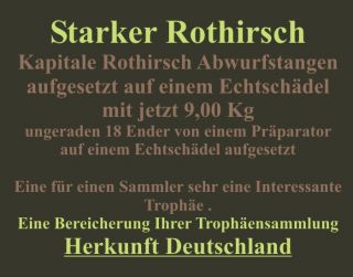 STARKE ROTHIRSCH TROPHÄE 9,0 KG GEWEIH RED DEER CERVO TAXIDERMY 18