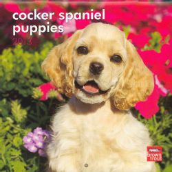 Cocker Spaniel Puppies 2013 Calendar (Calendar)