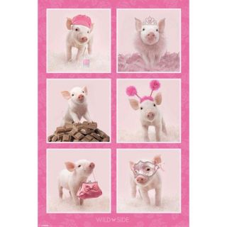 Poster cochons rose (Maxi 61 x 91.5cm)   Achat / Vente TABLEAU