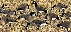Real Geese Magnum Lite 3D Silhouette Canada Goose Decoys