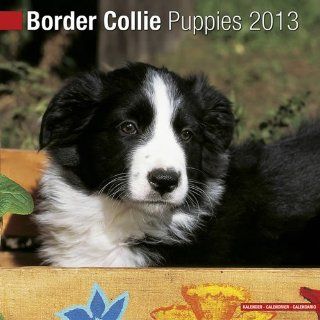 Border Collie Puppies 2013 Wall Calendar 12 X 12